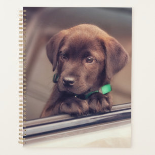 Chocolat Labrador Chiot En Voiture