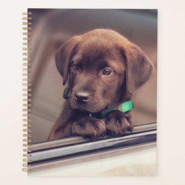Chocolat Labrador Chiot En Voiture (Devant)