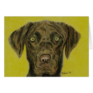 Chocolat Labrador - Hershey