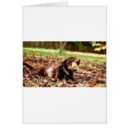 Chocolat Labrador Jouer Avec Ball