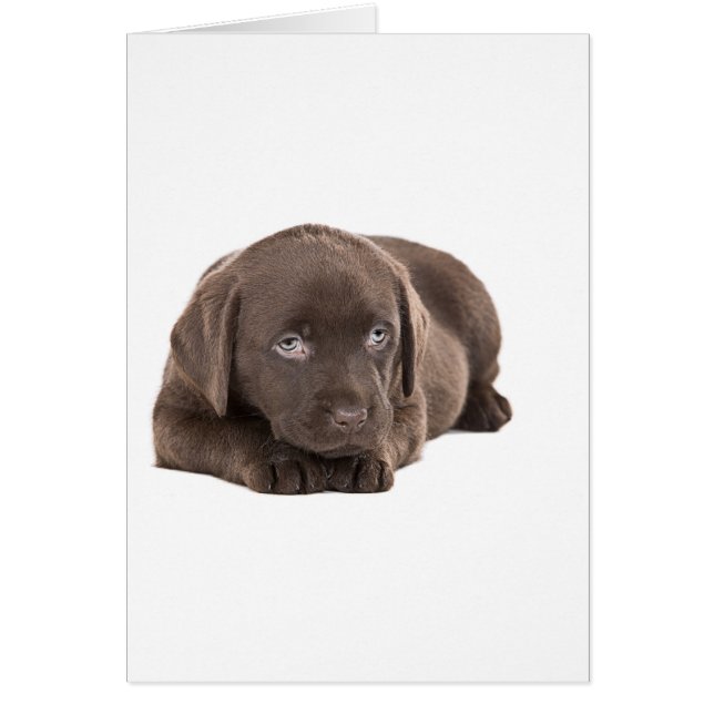 Chocolat mignon Labrador Chiot (Devant)