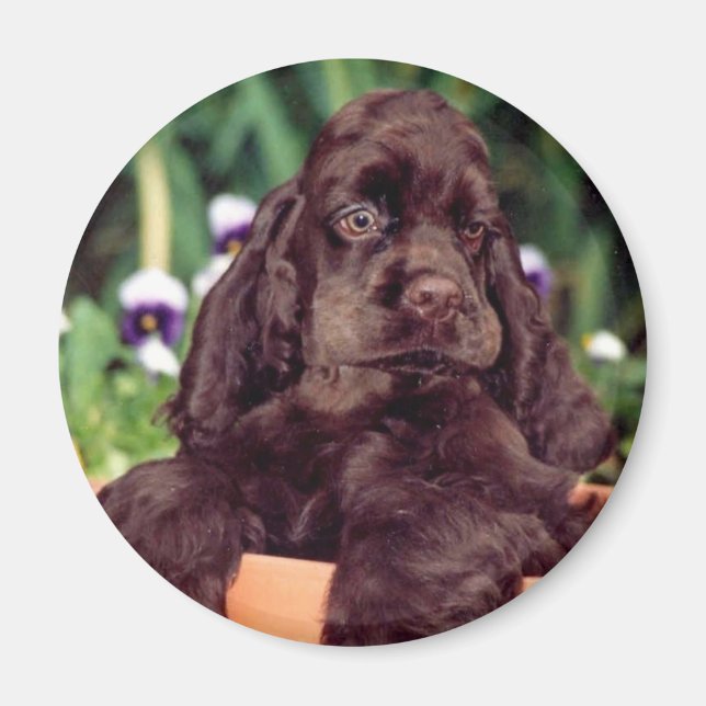 Chocolate Cocker-Magnet Magnet (Vorne)