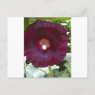 Chocolate Hollyhock Postkarte
