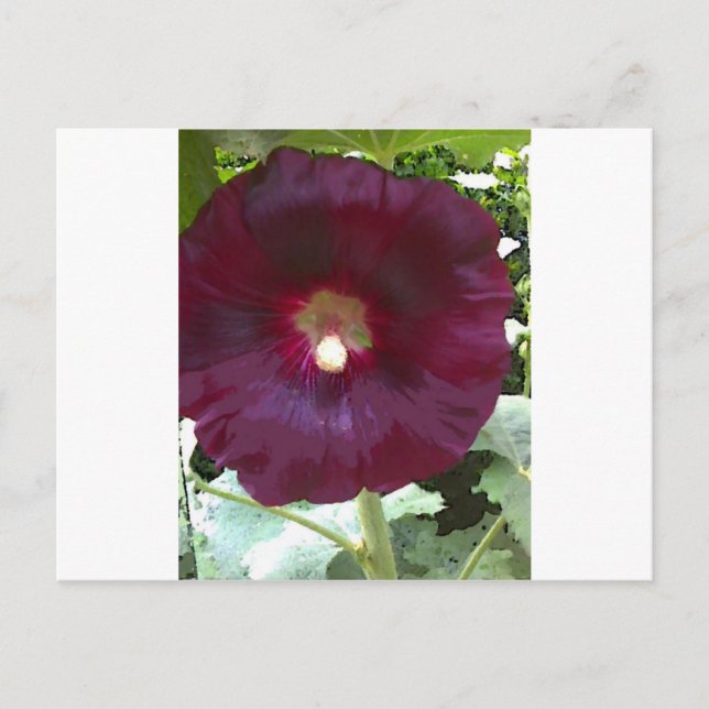 Chocolate Hollyhock Postkarte (Vorderseite)