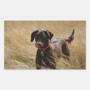 Chocolate Lab beim intensiven Lecken Rechteckiger Aufkleber