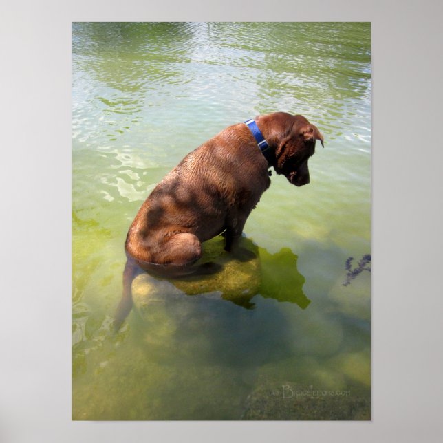 Chocolate Lab Pit Mix Dog Fishing 3 Poster (Vorne)