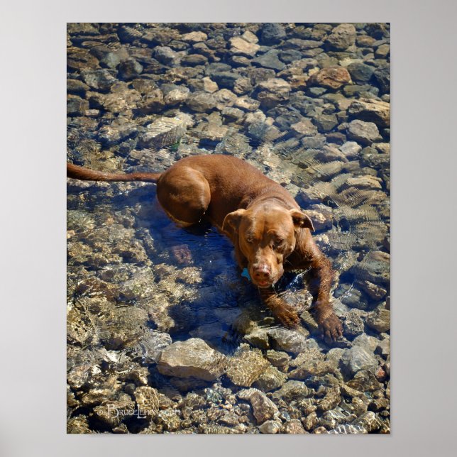 Chocolate Lab Pit Mix Dog On The Rocks Poster (Vorne)