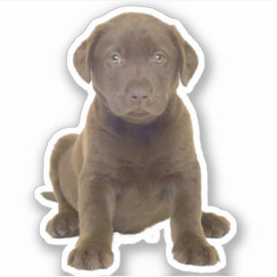 Chocolate-Lab-Welpe Aufkleber