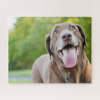 Chocolate Labrador Dog