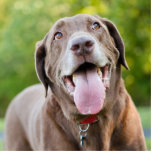 Chocolate Labrador Dog Freistehende Fotoskulptur<br><div class="desc">Happy chocolate Labrador Retriever dog panting at the park</div>