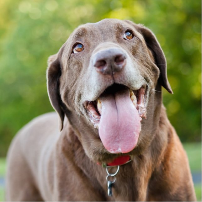 Chocolate Labrador Dog Freistehende Fotoskulptur (Vorne)