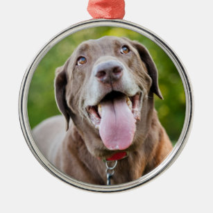 Chocolate Labrador Dog Ornament Aus Metall
