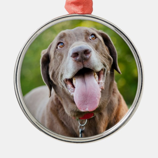 Chocolate Labrador Dog Ornament Aus Metall (Vorne)