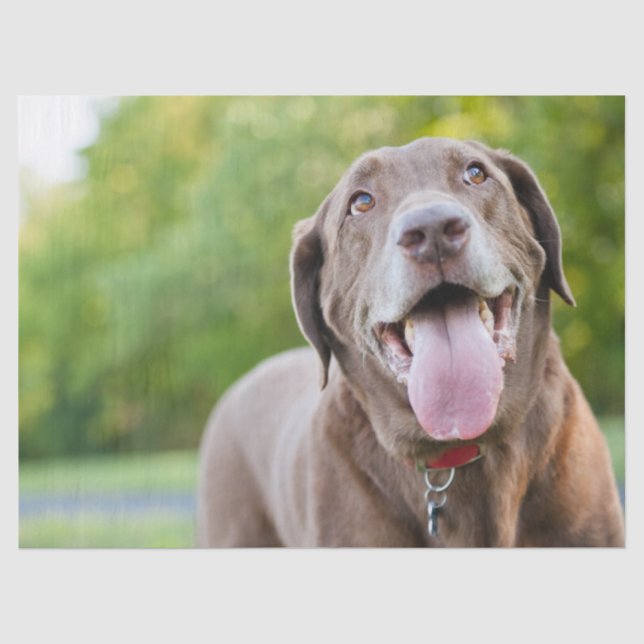 Chocolate Labrador Dog Seidenpapier (Vorderseite)