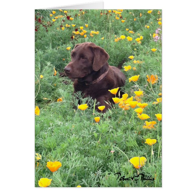 Chocolate Labrador in California Poppy Patch Fotog (Vorne)