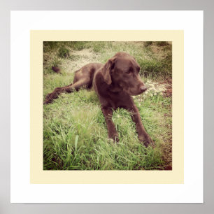 Chocolate-Labrador liegt im Gras Fotografie Poster