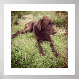 Chocolate-Labrador liegt im Gras Fotografie Poster