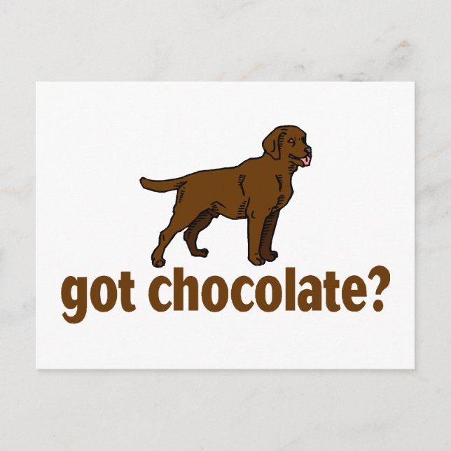 Chocolate Labrador Postkarte (Vorderseite)