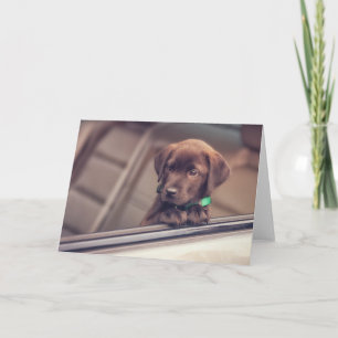 Chocolate Labrador Puppy In Car Karte