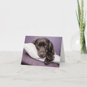 Chocolate Labrador Retrieve Hunde Foto Blankokarte Karte