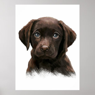 Chocolate Labrador Retriever Poster