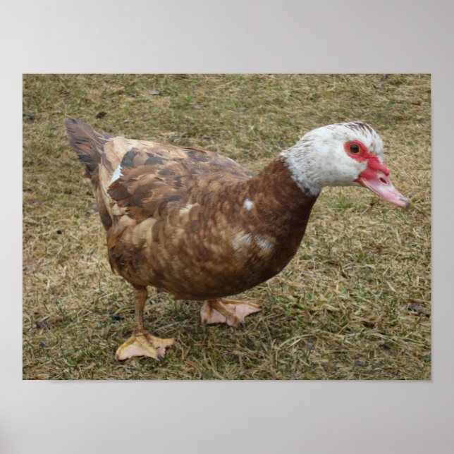 Chocolate Muscovy Duck Poster (Vorne)