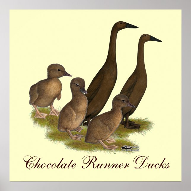 Chocolate Runner Duck Family Poster (Vorne)