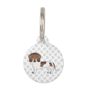 Chocolate & Tan Pied Kurzhaar-Dachshund Süßer Hund Haustiermarke
