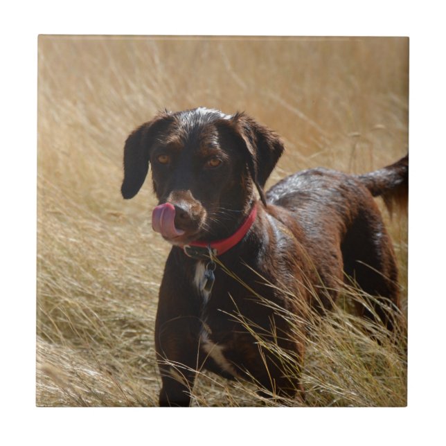 Chocolatebrauner Labrador Retriever Fliese (Vorderseite)