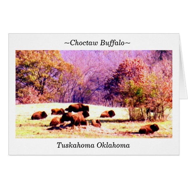 ~Choctaw Buffalo~ (Vorderseite (Horizontal))