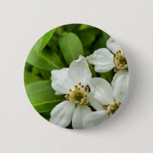 Choisya Ternata Abzeichen Button