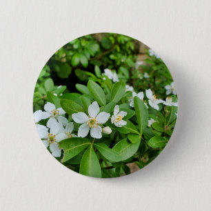 Choisya Ternata Abzeichen Button