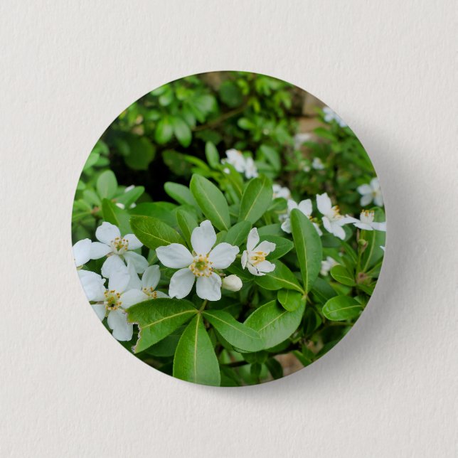 Choisya Ternata Abzeichen Button (Vorderseite)
