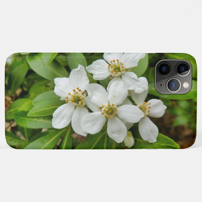 Choisya Ternata Case-Mate iPhone Hülle (Rückseite (Horizontal))