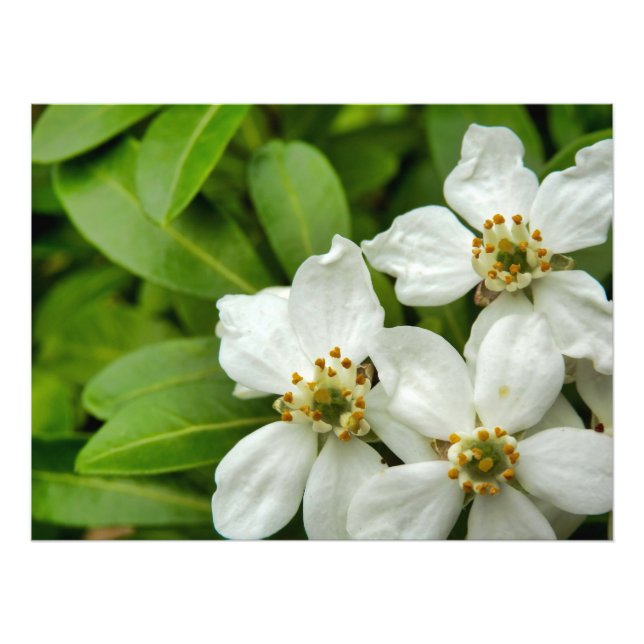 Choisya Ternata Fotodruck (Vorne)