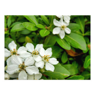 Choisya Ternata Fotodruck