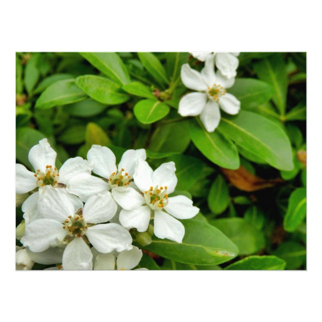 Choisya Ternata Fotodruck (Vorne)