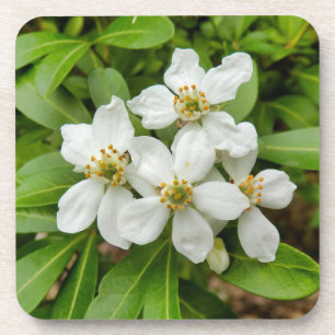 Choisya Ternata Getränkeuntersetzer