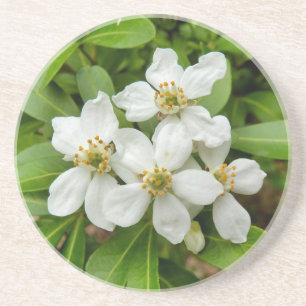 Choisya Ternata Getränkeuntersetzer