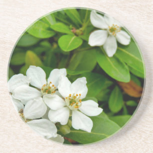 Choisya Ternata Getränkeuntersetzer