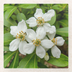 Choisya Ternata Glasuntersetzer