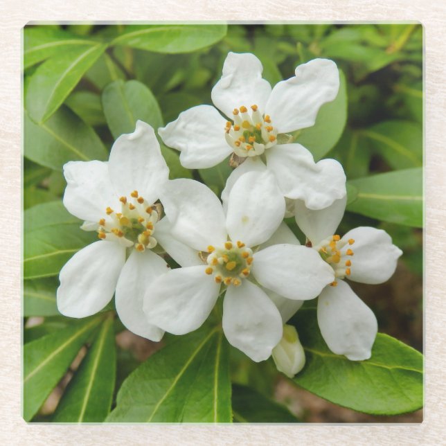 Choisya Ternata Glasuntersetzer (Vorderseite)