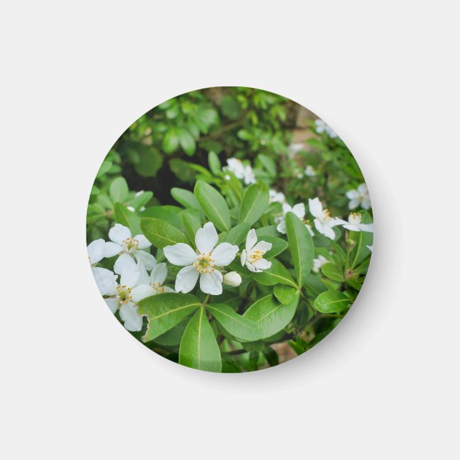 Choisya Ternata Magnet (Vorne)