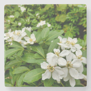 Choisya Ternata Steinuntersetzer