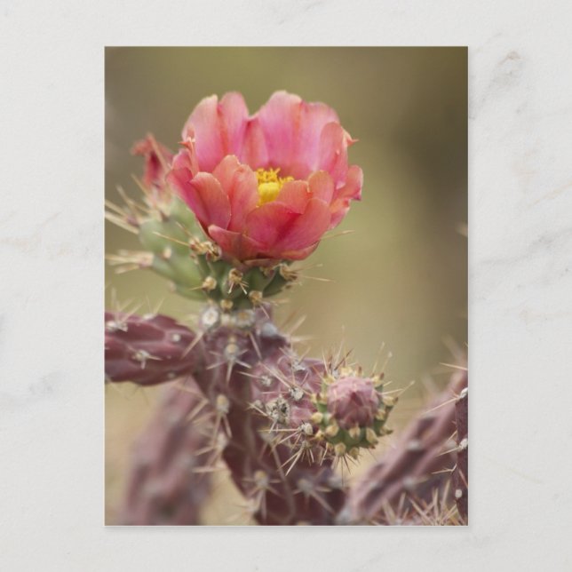 Cholla Cactus blooming Postkarte (Vorderseite)