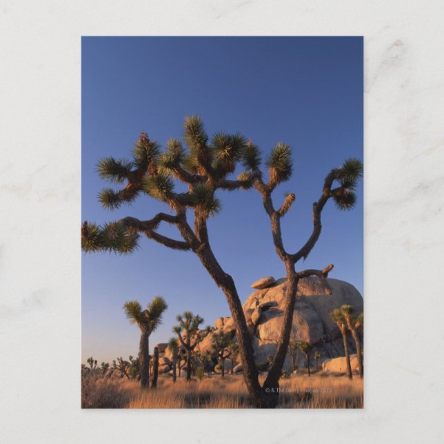 Cholla cactus Cap Rock , Joshua Tree Postkarte (Vorderseite)