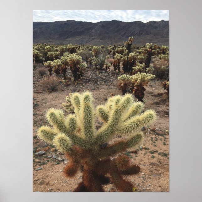 Cholla Cactus Joshua Tree Park Photo Poster (Vorne)