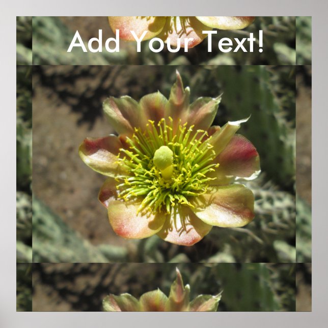 Cholla Desert Blume Bloom Poster (Vorne)