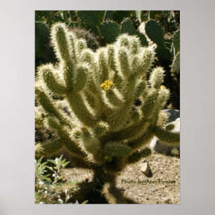 Cholla in Bloom Poster