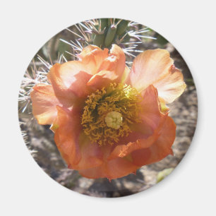 Cholla Pfirsich-Blüten-Magnet Magnet